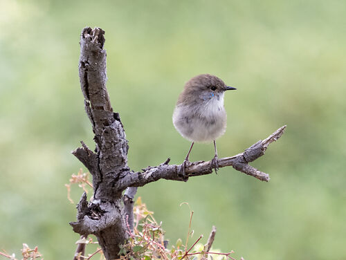 Superb Fairywren (male, early breeding plumage)