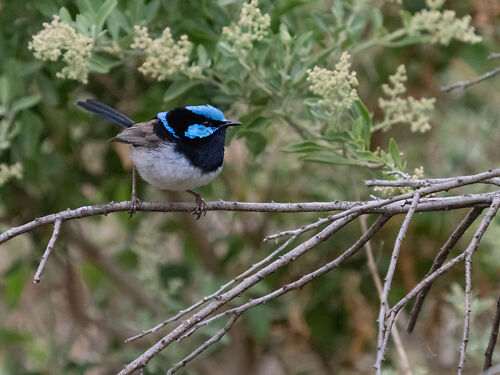 Superb Fairywren (male, full breeding plumage)