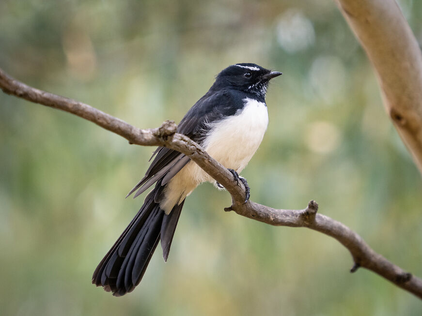 Willy Wagtail