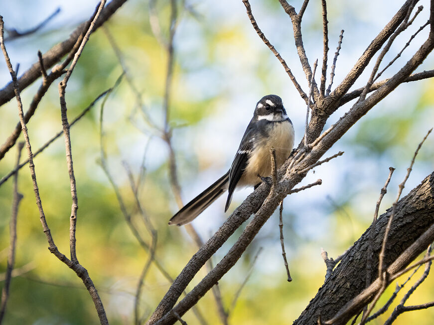Grey Fantail