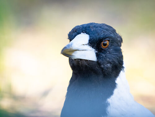 Australian Magpie