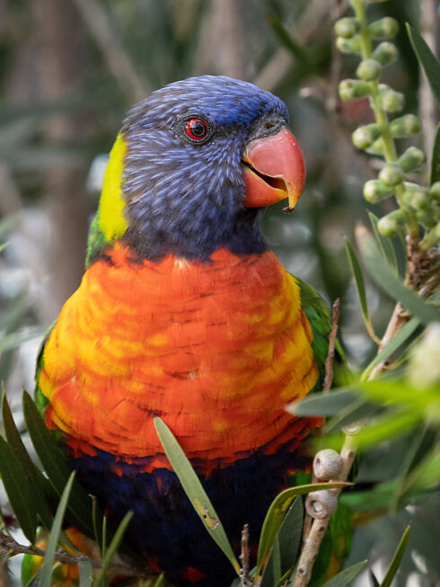 Rainbow Lorikeet
