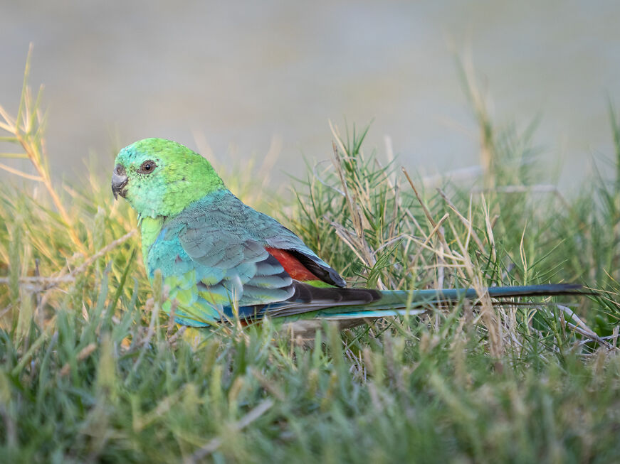 Red Rumped Parrot (AKA Grass Parrot)