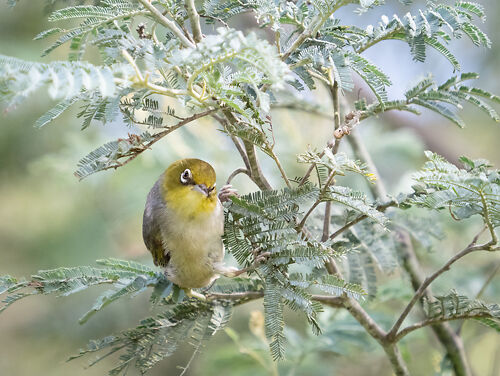 Silvereye