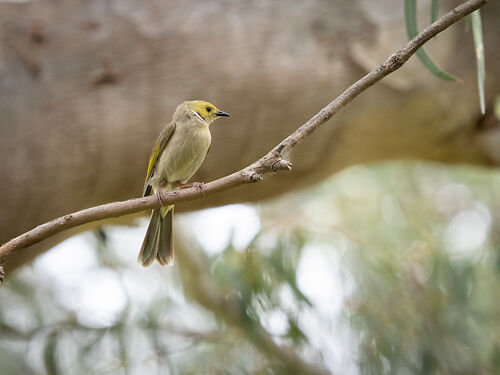 White-plumed Honeyeater