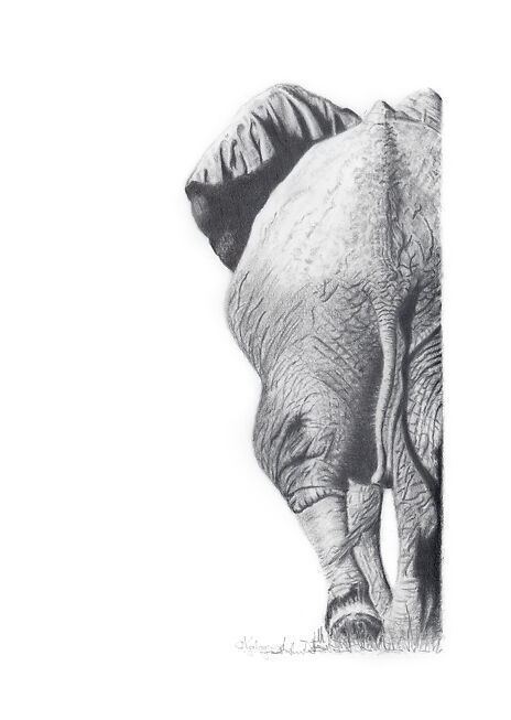 Aviva Kalagas Elephant