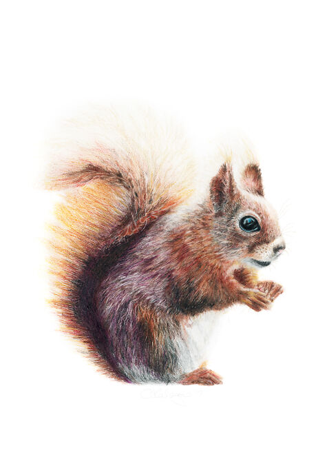 Aviva Kalagas Squirrel