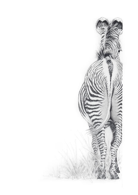 Aviva Kalagas Zebra