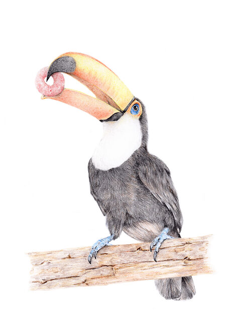 Carmen Hui Toucan Sam A2