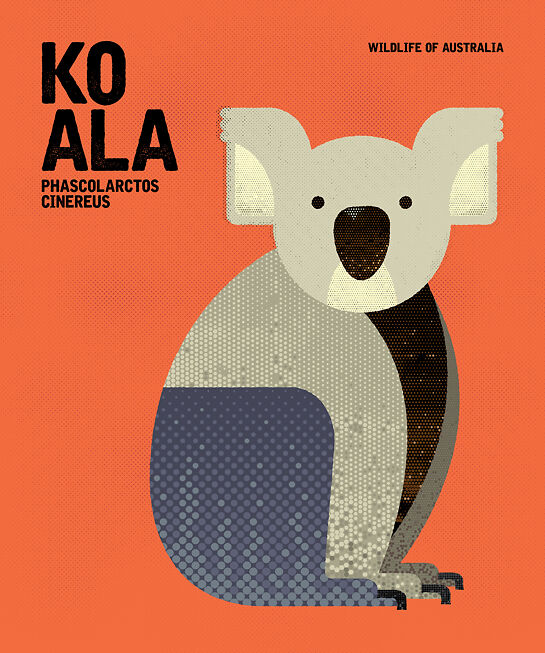 Chaun Soh Koala 1