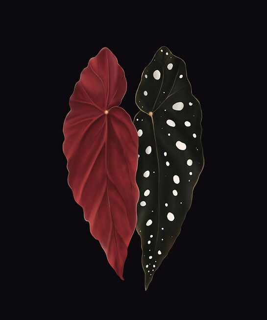 Begonia Study - Chloe Shao