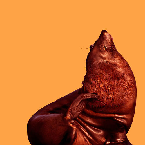 Tagged Animal Series Image 4 by Christian Pearson