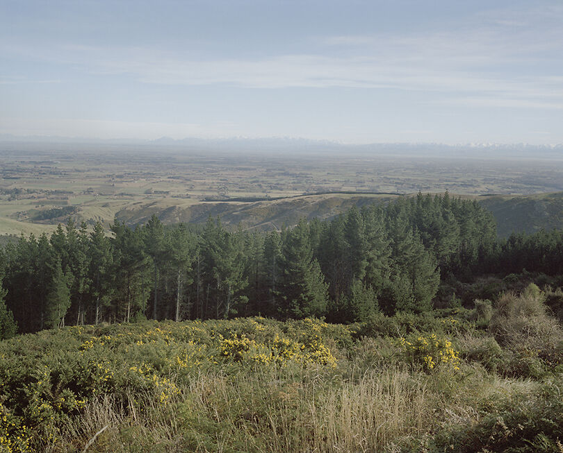 Untitled, from the series The Winter Garden, 2015