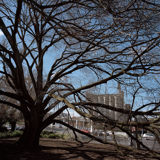 Golden Elm, Punt Road boundary