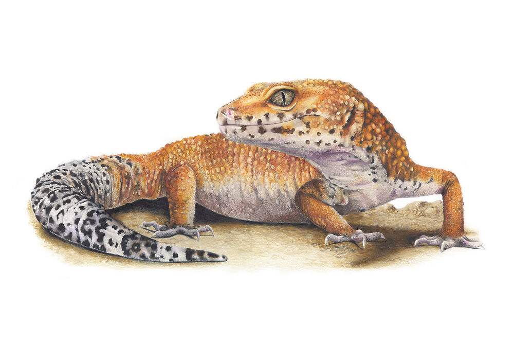 Hobbes the Leopard Gecko - Helen Grey