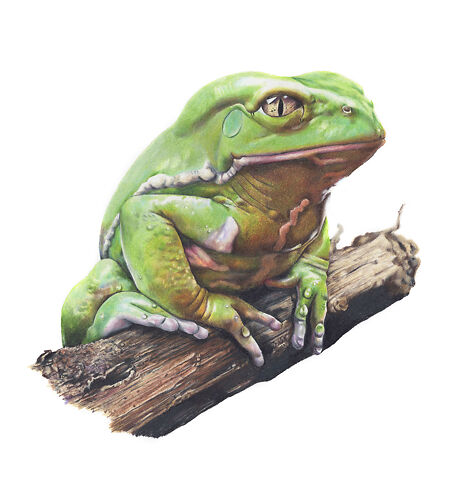 Julio the Frog - Helen Grey