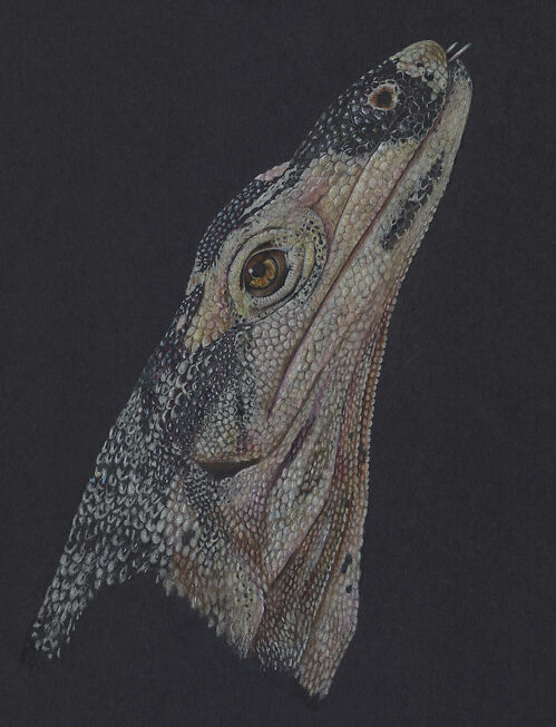 Motley the Monitor - Helen Grey