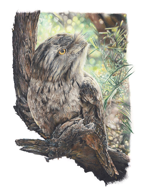 Tawny Frogmouth - Helen Grey