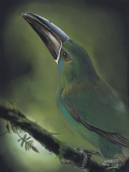 Toucanet - Helen Grey