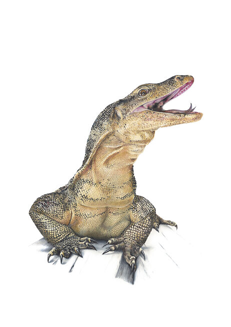 Zander the Monitor