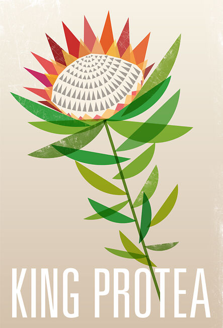 King Protea