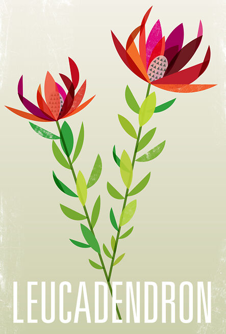 Leucadendron