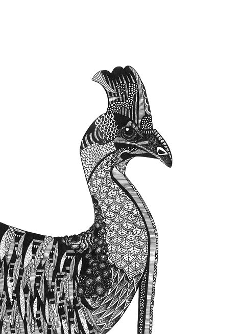 Cassowary