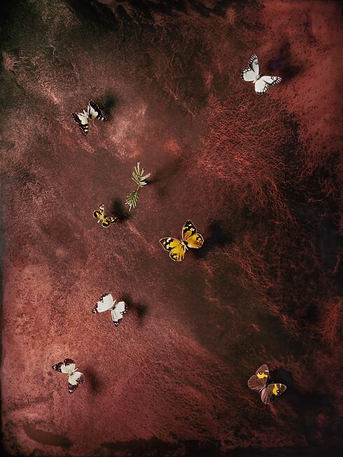 Peta Clancy 'Aurelian' Framed Inkjet Pigment Print 66cm x 82cm 2012-14