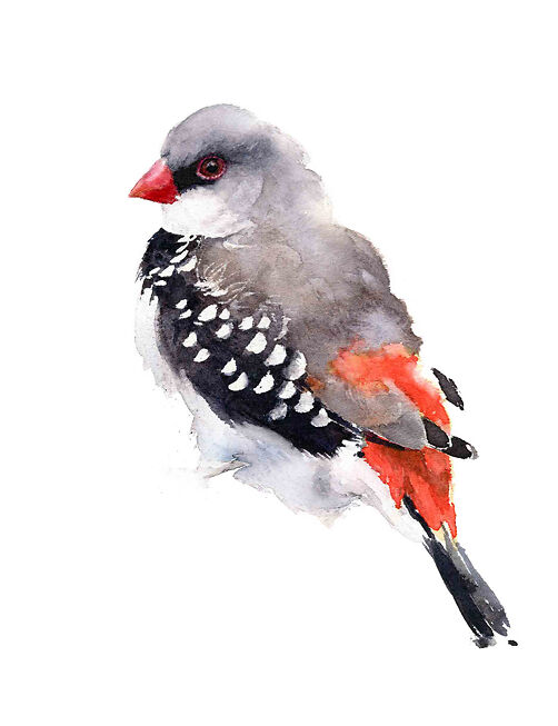 Diamond Firetail - Qing Zhang