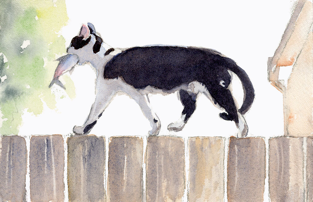 Fish Cat - Qing Zhang