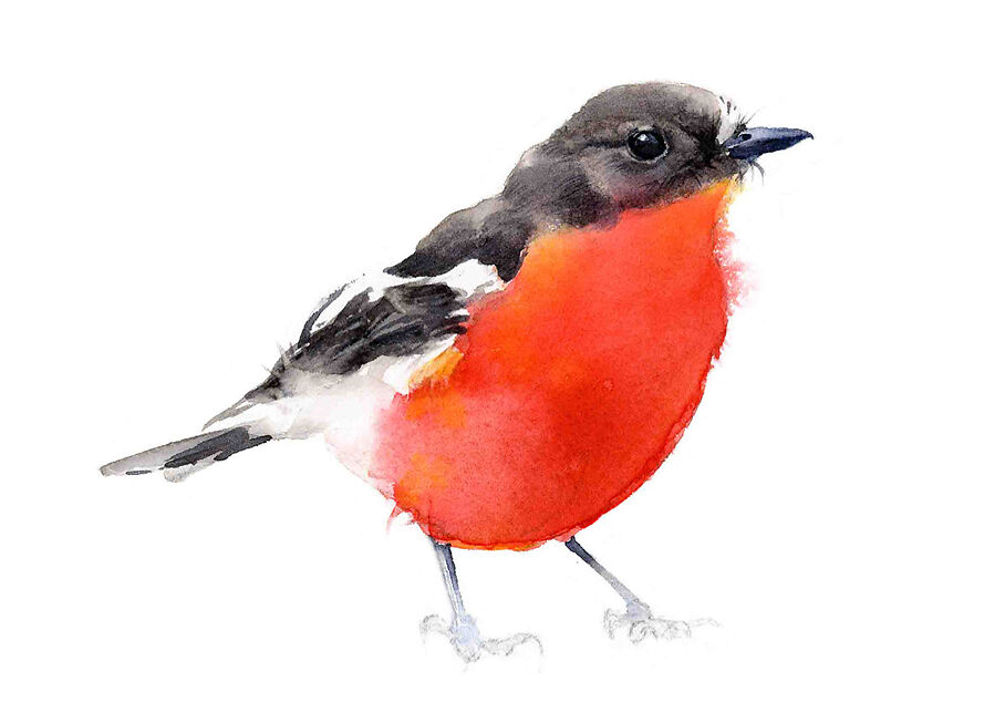 Flame Robin - Qing Zhang