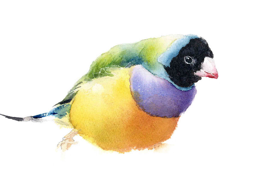 Gouldian - Qing Zhang