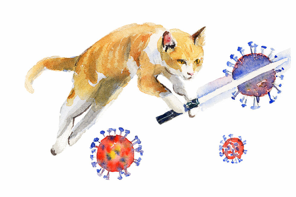 Jedi Cat - Qing Zhang