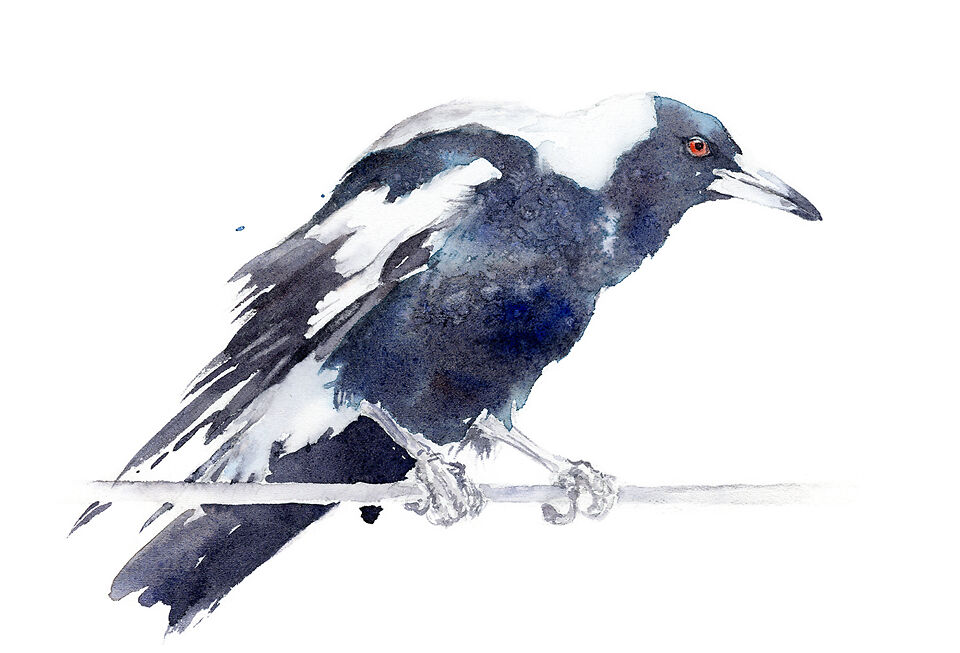 Magpie - Qing Zhang