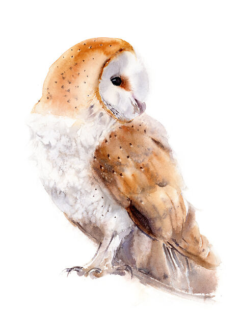 Owl - Qing Zhang