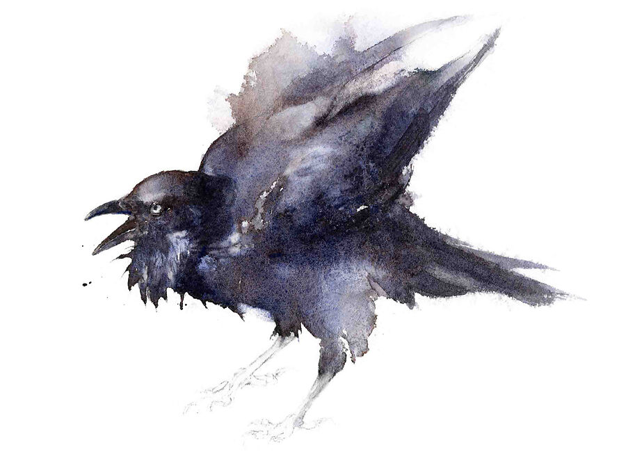 Raven - Qing Zhang