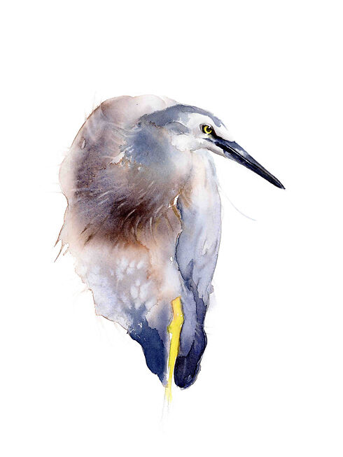 White Faced Heron - Qing Zhang