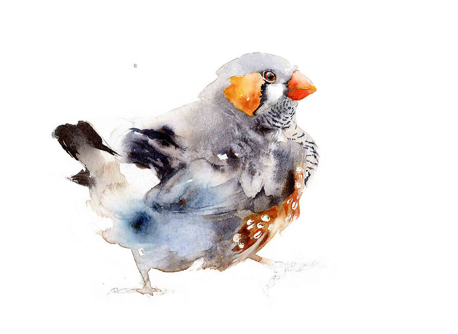 Zebra Finch 3 - Qing Zhang