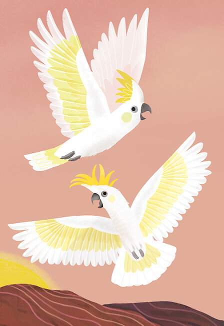 Sulphur Crested Cockatoos - Sarah Allen