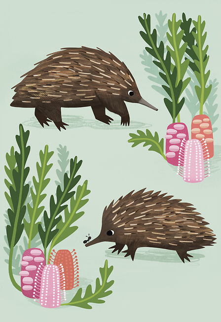 Echidna - Sarah Allen