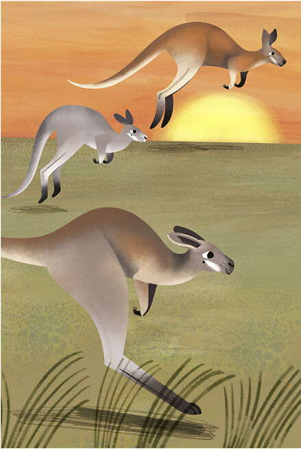 Kangaroos - Sarah Allen
