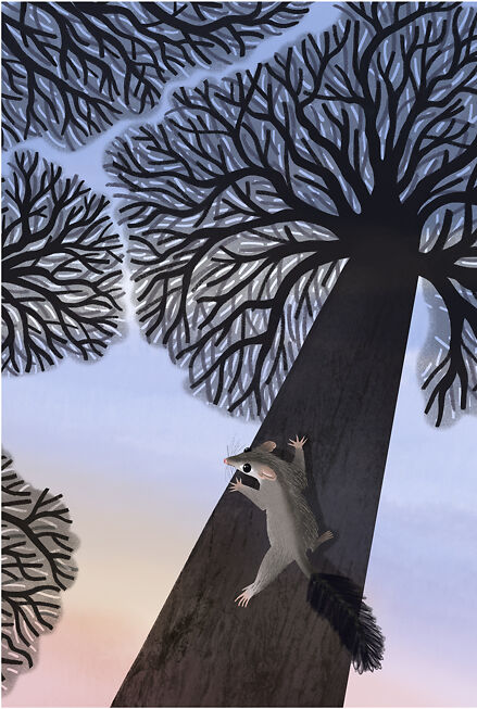 Brush-tailed Phascogale - Sarah Allen