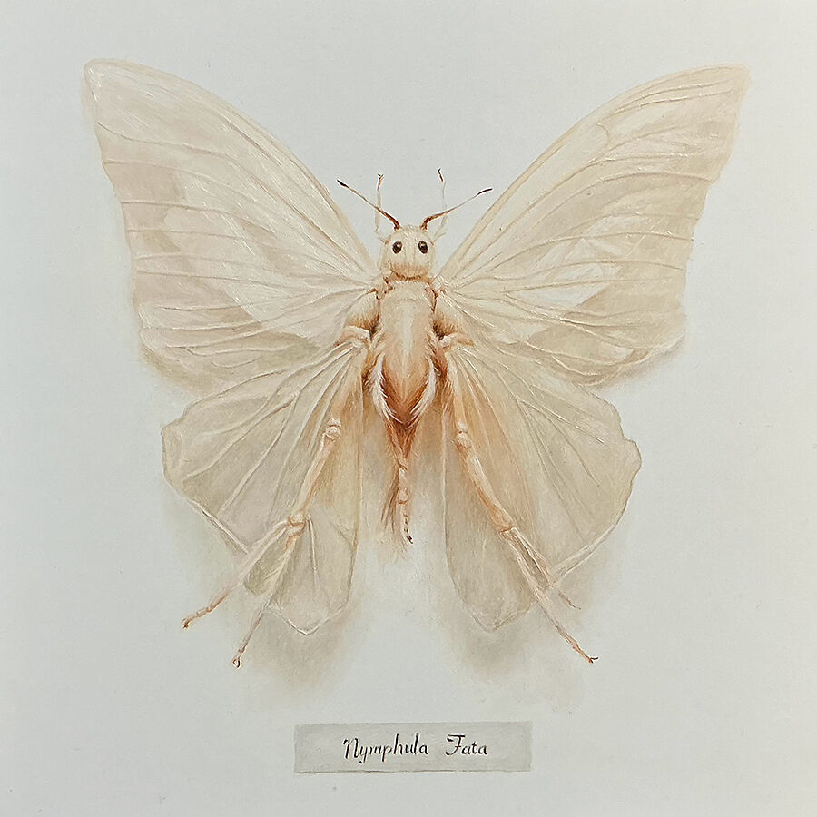 Nymphula Fata 1
