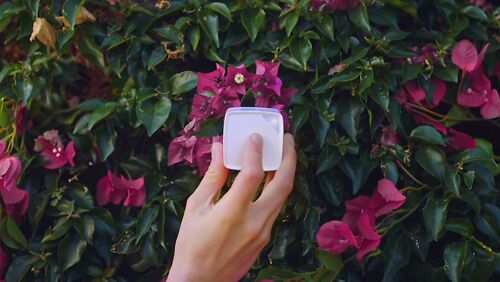 Palette Cube Lifestyle Flowers