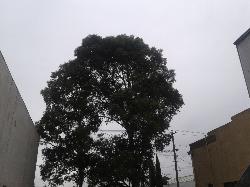 View Auto part A/C Compressor Jeep Patriot 2008