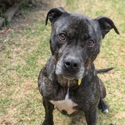 Tonka