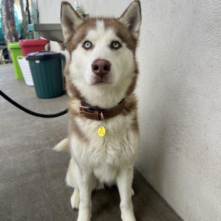 Ares