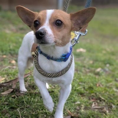 Archie