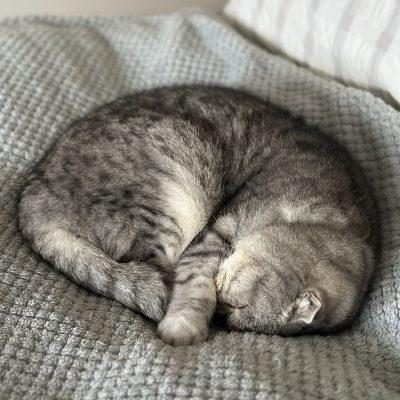 Calzone 