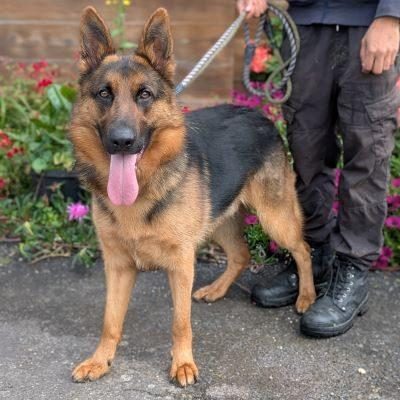 Sarge